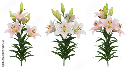 Arrangement of Lilies Blooming in White and Pink Colors