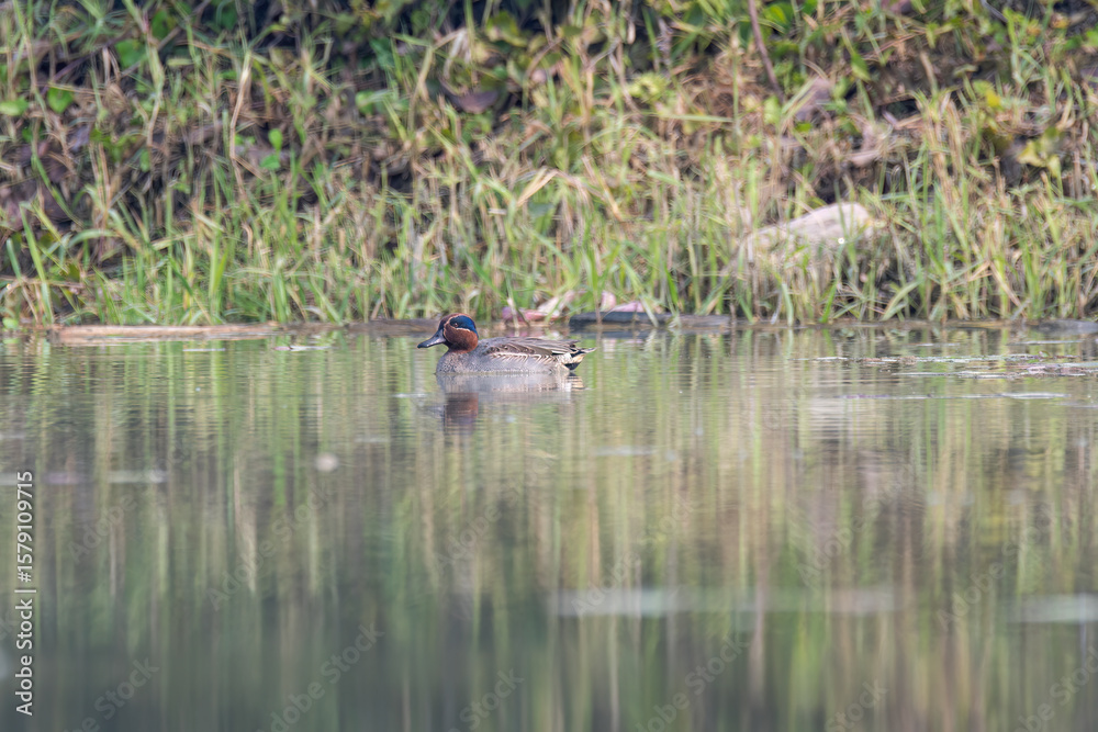 Fototapeta premium A male northern shoveler bird swimming in the marshy waters of Gajoldoba bird sanctuary in West Bengal