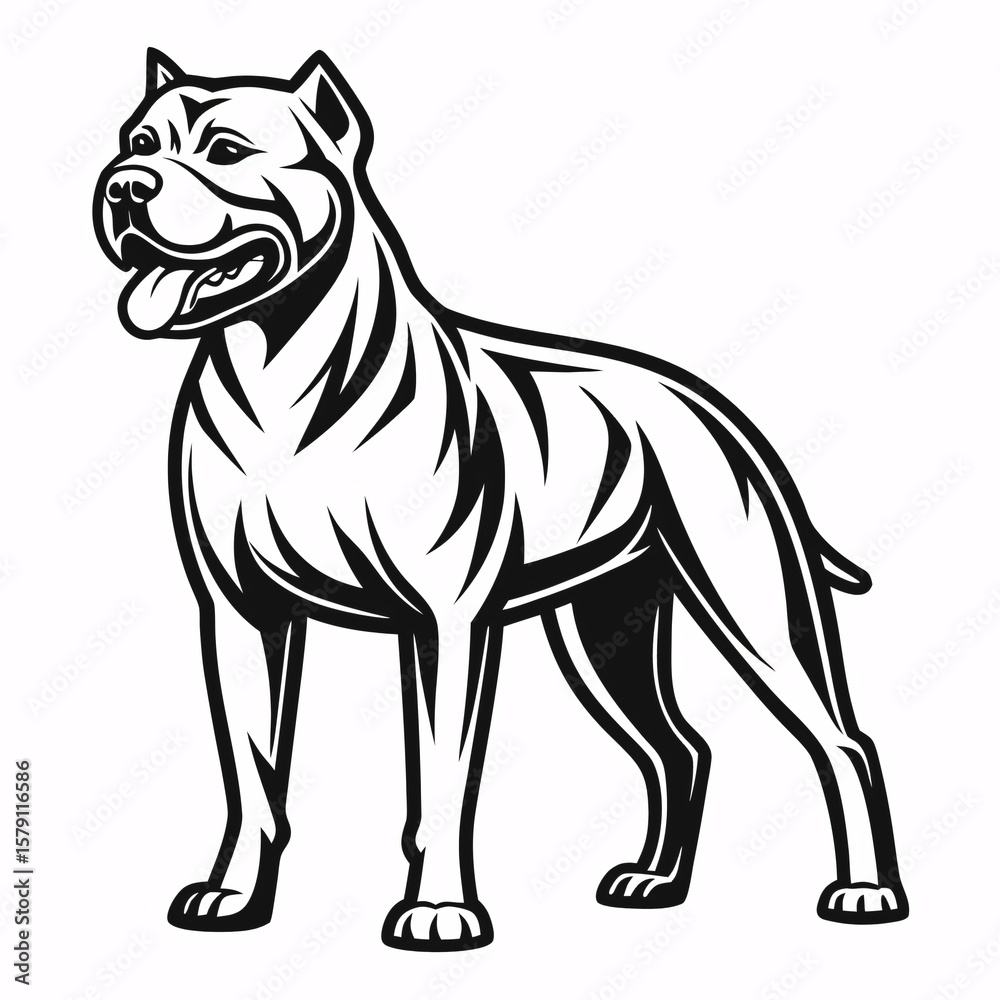 Fototapeta premium Powerful muscular dog standing alert canine pit bull