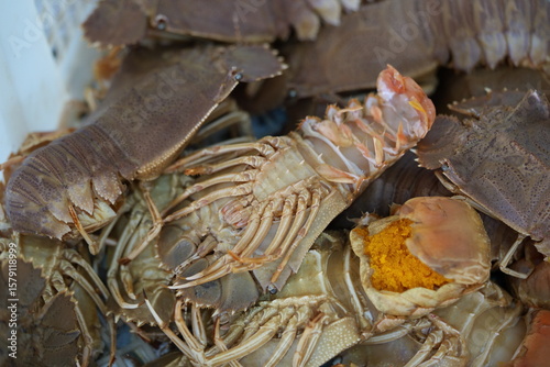 Slipper Lobster: Flat-Bodied Delicacy of the Ocean Floor