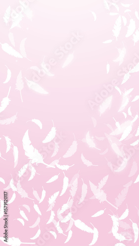 白い鳥の羽がふわふわと舞う（16:9）縦3 Feather Series:Many white bird feathers fluttering