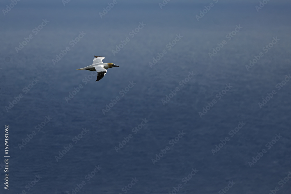 Obraz premium Northern gannet gliding effortlessly over deep blue ocean surface in early morning light