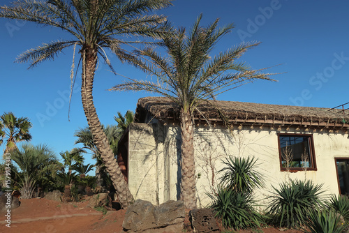 palm trees in the city of JEJU