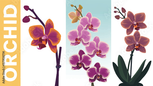 Orchid flowers purple pink orange vector