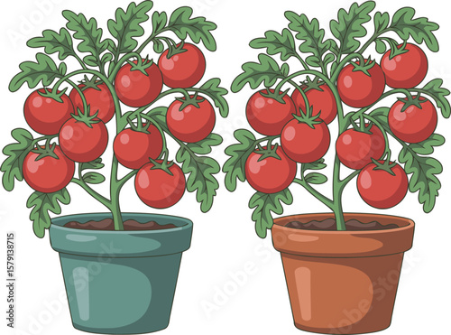Two potted tomato plants with red ripe tomatoes, home gardening and organic vegetable illustration