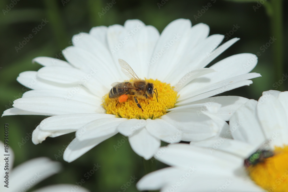 Obraz premium bee on daisy flower