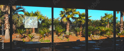 palm tree in the morning