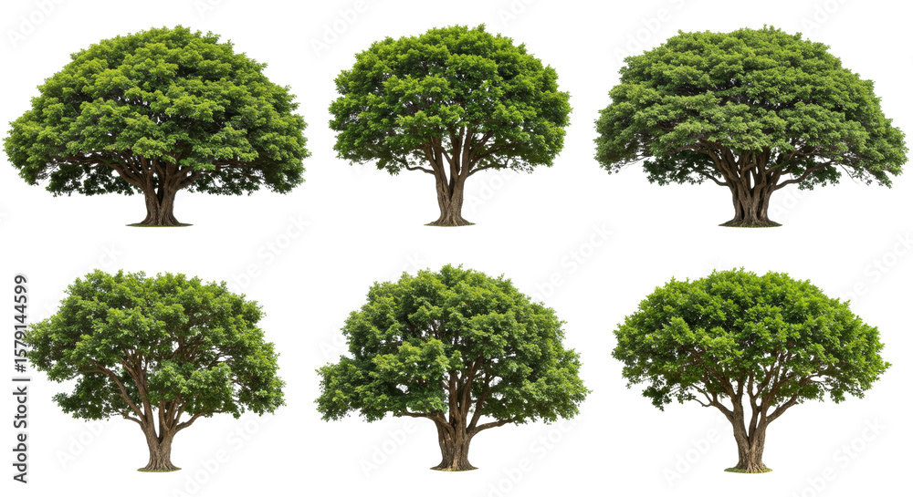 Fototapeta premium Isolated Green Trees Set Against White Background