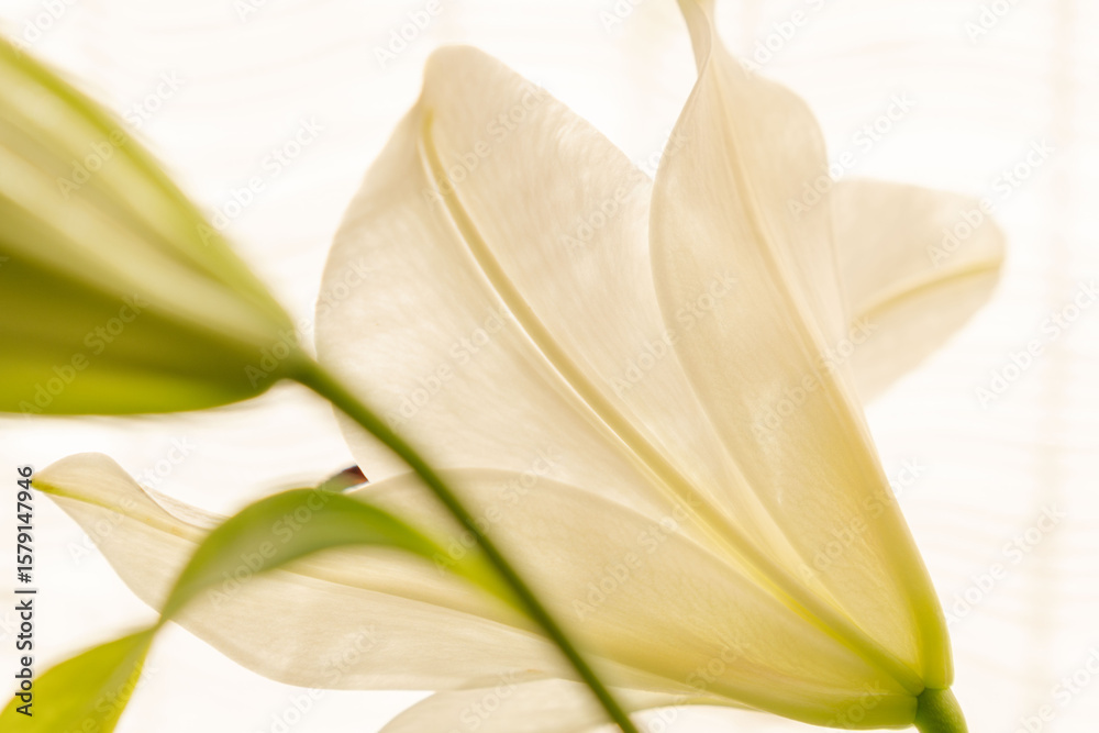 Obraz premium 白い百合の花を早朝に室内撮影10