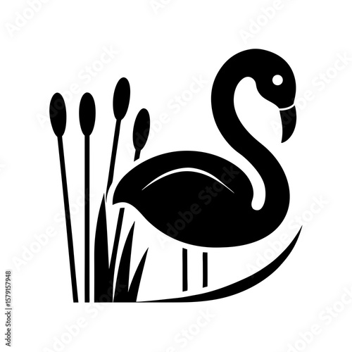 flamingo in the water