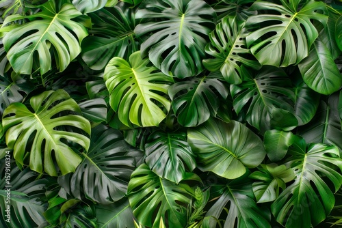 Close up of overlapping monstera deliciosa leaves forming a vibrant backdrop, showcasing the beauty of tropical nature