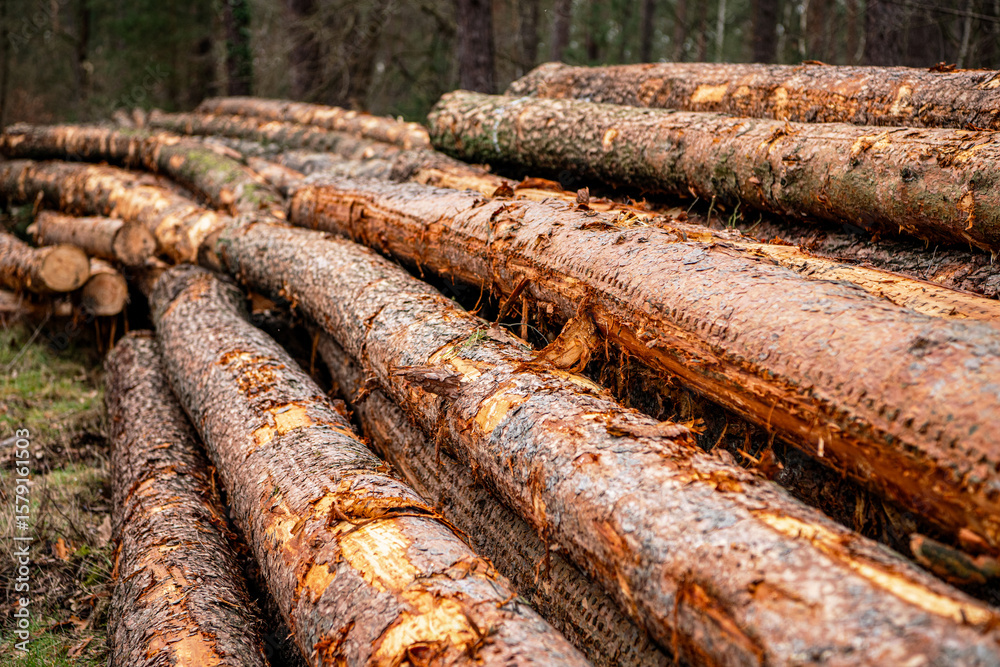 Logging of timber. Cutting trees. Agriculture and forestry. Trunk of pine tree log. Timber product logging warehouse. Wood lumber material. Softwood lumber. Environmental issues. Forest loss Logging of timber. Cutting trees. Agriculture and forestry. Trunk of pine tree log. Timber product logging warehouse. Wood lumber material. Softwood lumber. Environmental issues. Forest loss