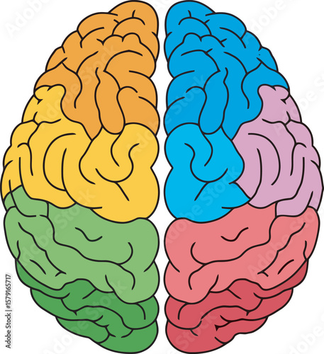 Colorful illustration of a human brain, divided into hemispheres, each showcasing distinct color-coded regions.