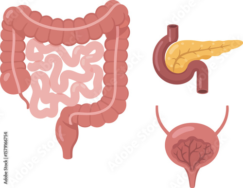 Illustration showing the human colon, pancreas, and bladder, depicted in a simplified, anatomical style.