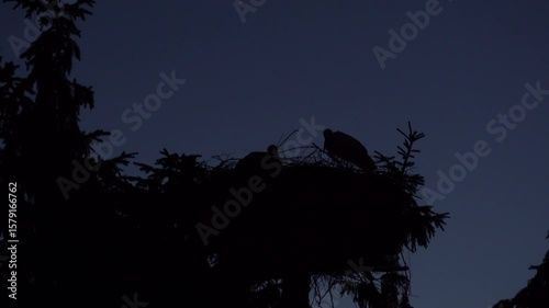 Two storks peacefully sit in their nest at night, silhouetted against the starry sky. This tranquil scene highlights the beauty of wildlife and the nurturing instinct of these majestic birds in a sere