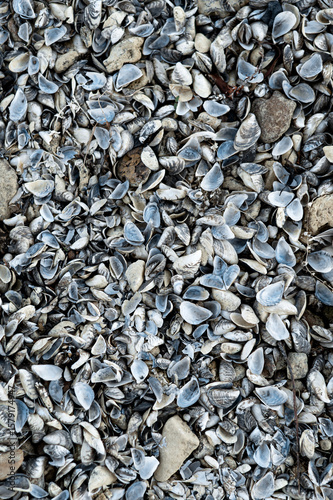 Wallpaper Mural A textured close-up of seashell on the shore. High quality photo Torontodigital.ca