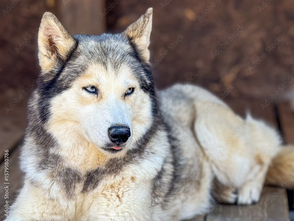 Fototapeta premium Majestic husky lies calmly on a wooden floor, displaying striking blue eyes and a relaxed demeanor. The dog's beautiful fur and attentive gaze highlight its serene posture. 