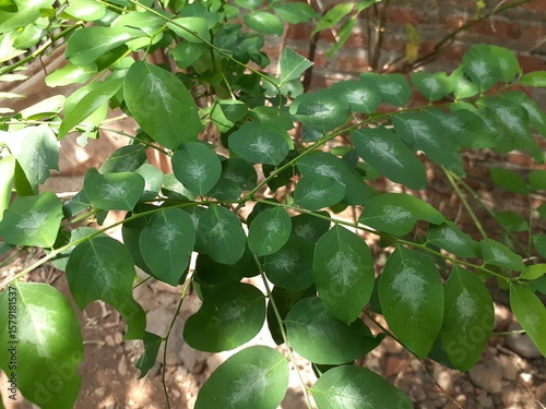 Принти на полотні Katuk (Sauropus androgynus) plant in the garden