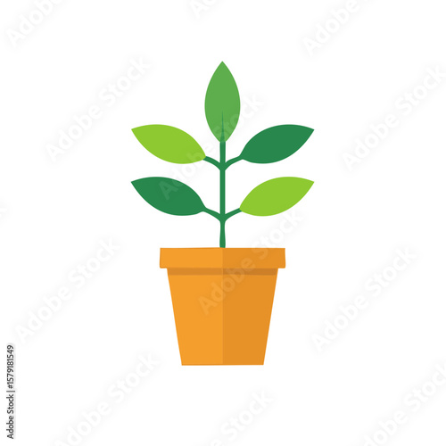 Indoor Potted House Plant Isolated on a Transparent Background