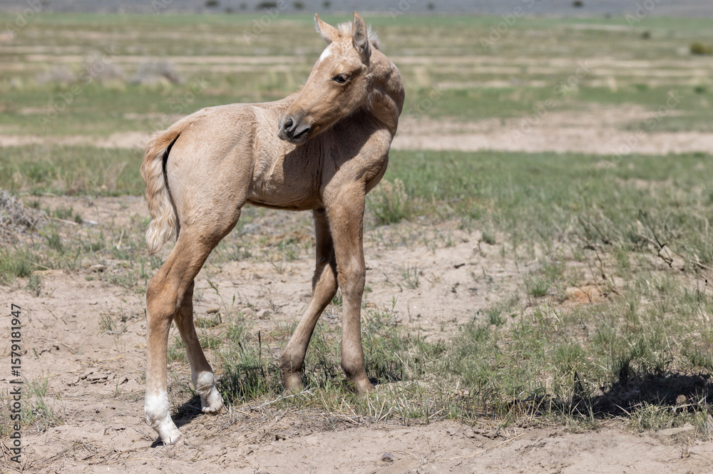 Fototapeta premium Cute Wild Horse Foal in Springtime in the Utah Desert