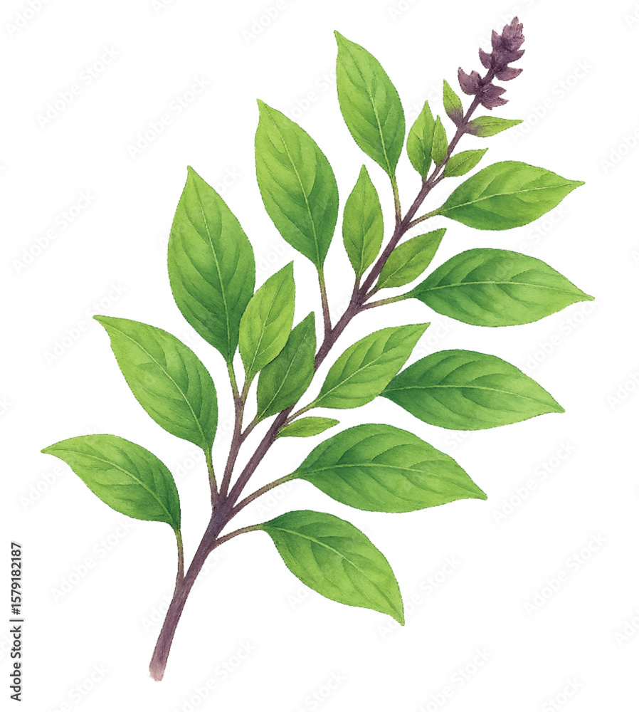 Fototapeta premium Thai Sweet Basil Watercolor Clipart PNG