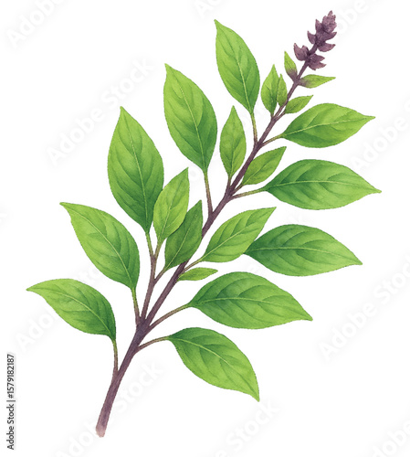 Thai Sweet Basil Watercolor Clipart PNG