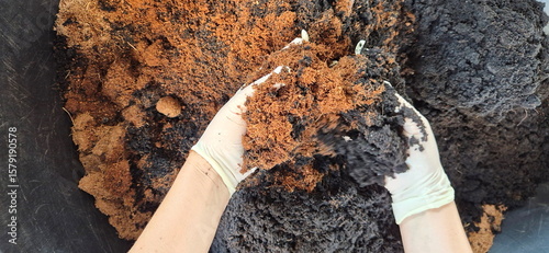 Gardeners mix coconut husks with nutrient-rich soil before planting trees. A woman wearing white rubber gloves scoops up equal amounts of soil and coconut husks. Soil preparation, Soil conditioning.
