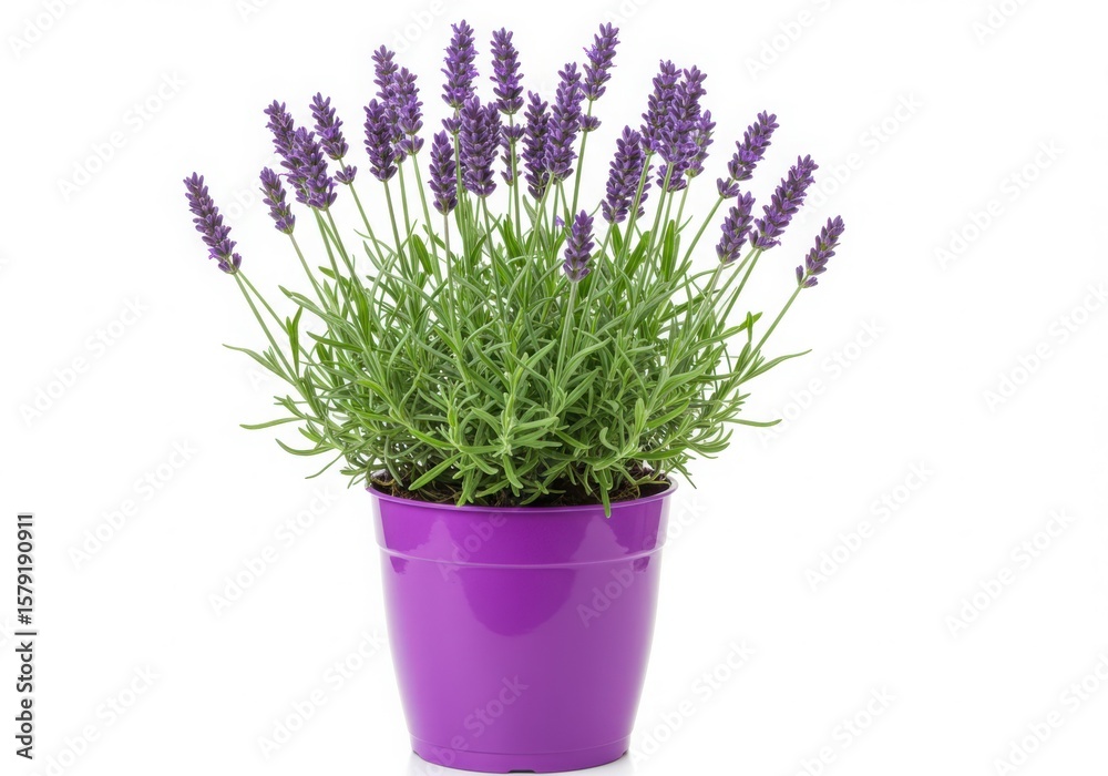 Fototapeta premium Vibrant purple lavender plant in a matching pot isolated on white background