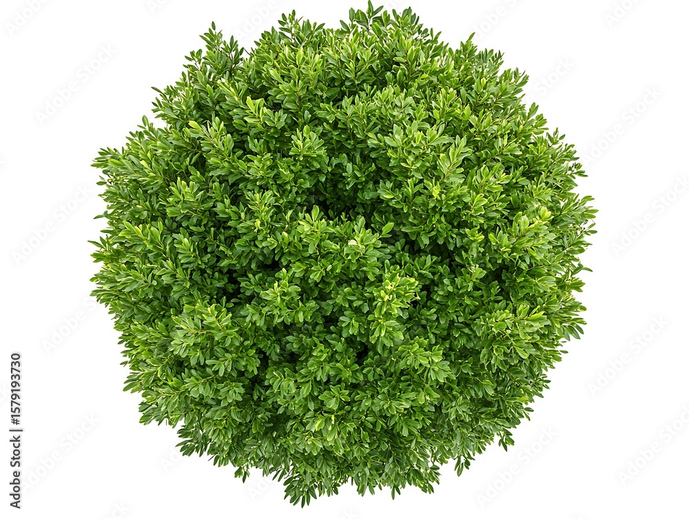 Fototapeta premium 緑の球体