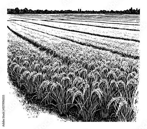 Vast Rice Field Landscape in Wide Angle View Black and White Outline Line Art Drawing of Paddy Agriculture Scene