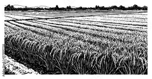 Beautiful Vast Rice Field Landscape in Wide Angle View Black and White Outline Line Art Drawing