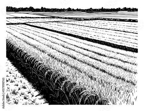 Expansive Wide Angle View of Lush Rice Field with Horizon Trees Black and White Outline Line Art Drawing