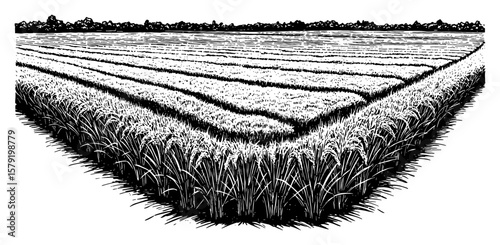 Expansive Wide Angle View of Rice Field Landscape Black and White Outline Line Art Drawing