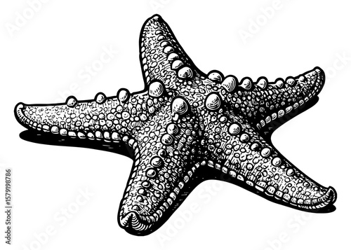 Detailed Starfish Side View Vintage Black and White Outline Line Art Drawing Marine Life Engraving Illustration