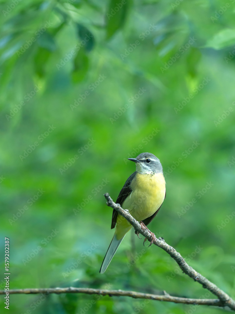Obraz premium Gray wagtail perching on a branch