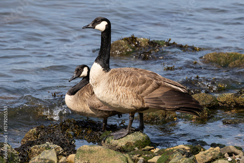 Canada Geese on Rocky Shoreline