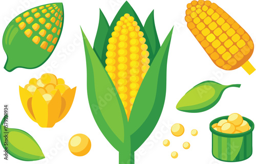Collection of Corn Illustrations Ear Kernels Leaves and Husk