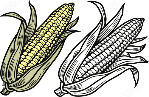 Two Corn on the Cob Illustrations Color and Line Art