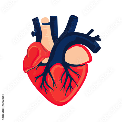 Detailed flat vector illustration of human heart anatomy showing ventricles arteries and veins in bright colors for medical education and health diagnosis concepts