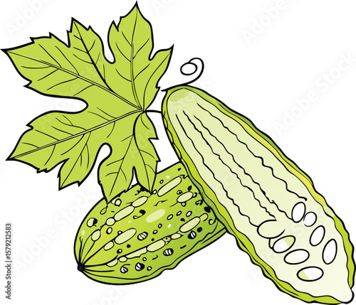 Fresh Green Bitter Melon with Leaf Illustration