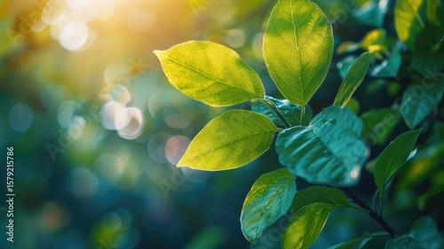 Green leaves with sunlight and bokeh effect. Close up of green leaves growing in bush with yellow glittering light and blurring background. Nature macro photography for art design and print. AIG53.