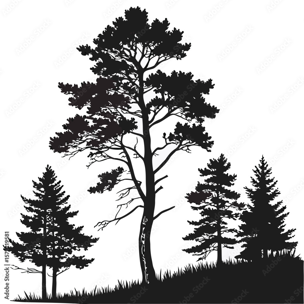 Obraz premium Several evergreen trees stand against a bright white background, their silhouettes crisp and bold