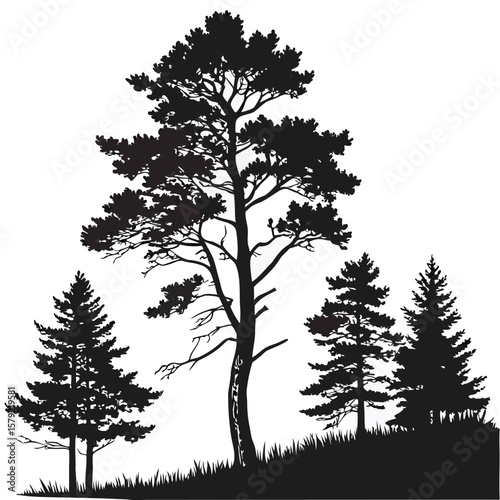Several evergreen trees stand against a bright white background, their silhouettes crisp and bold