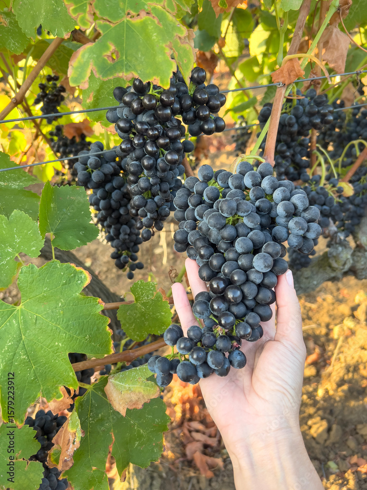 Naklejka premium Hand Holding Ripe Black Grapes on Vine in Vineyard During Harvest Season