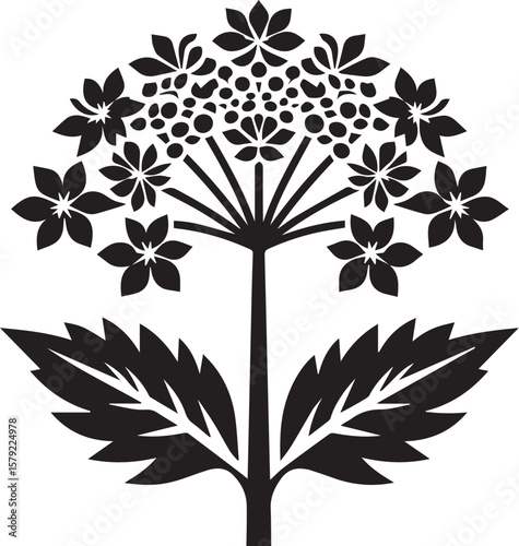 black and white Angelica flower vector