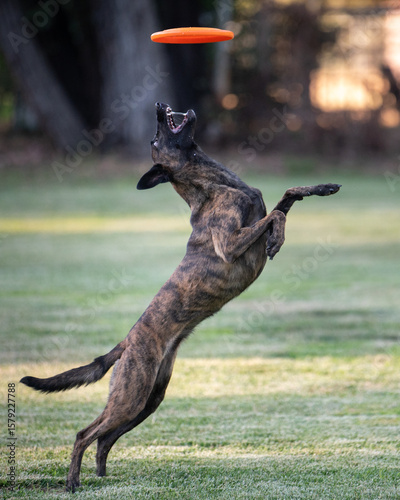 Photography Dutch shepherd standing on her hind legs to catch a disk