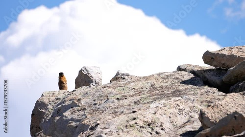 a marmot stands on an alpine rock