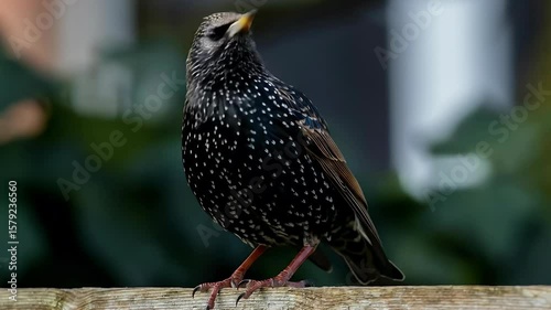 Wallpaper Mural Starling bird on a tree branch. Selective focus. Torontodigital.ca