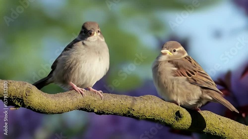 Wallpaper Mural Two sparrows perched on a branch. Torontodigital.ca