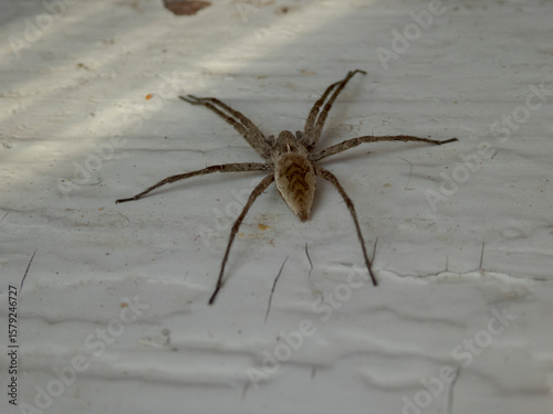 Large Brown Recluse Spider on White Wall